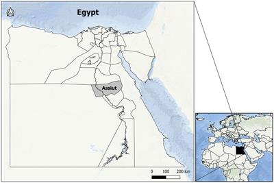Molecular identification of Haemonchus contortus in sheep from Upper Egypt